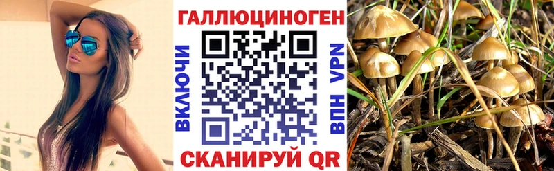 Галлюциногенные грибы Psilocybine cubensis  Ачхой-Мартан 